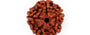 Natural 5 Mukhi Nepali Rudraksha