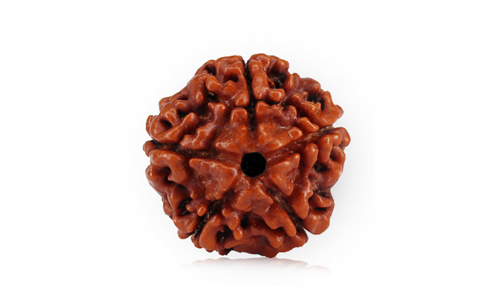 5-mukhi-rudraksha