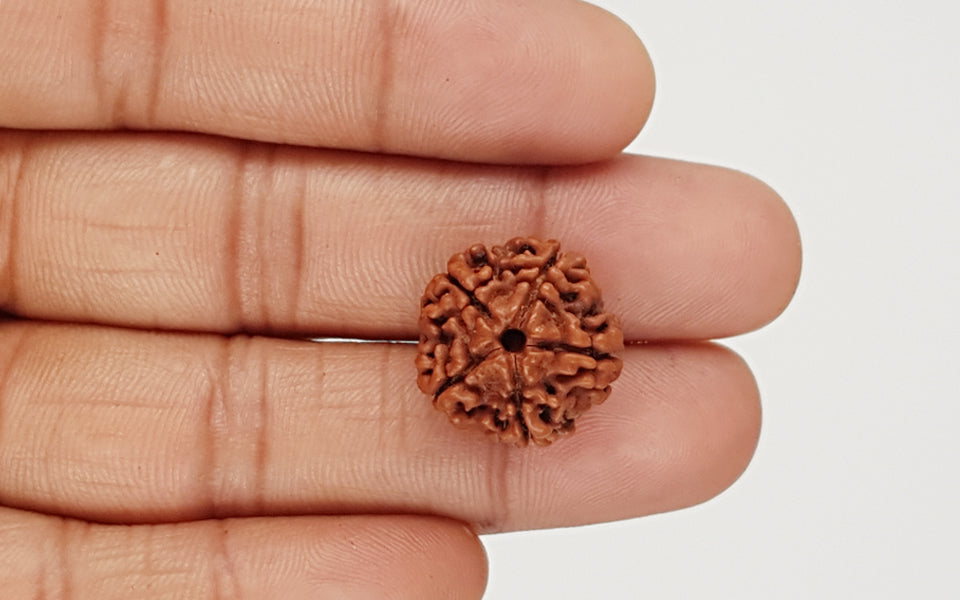 Natural 5 Mukhi Nepali Rudraksha