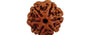 Natural 6 Mukhi Nepali Rudraksha