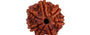 Natural 7 Mukhi Nepali Rudraksha