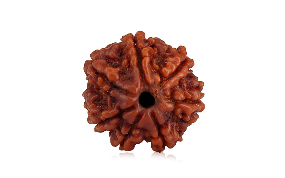 7-mukhi-rudraksha