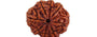 Natural 8 Mukhi Nepali Rudraksha