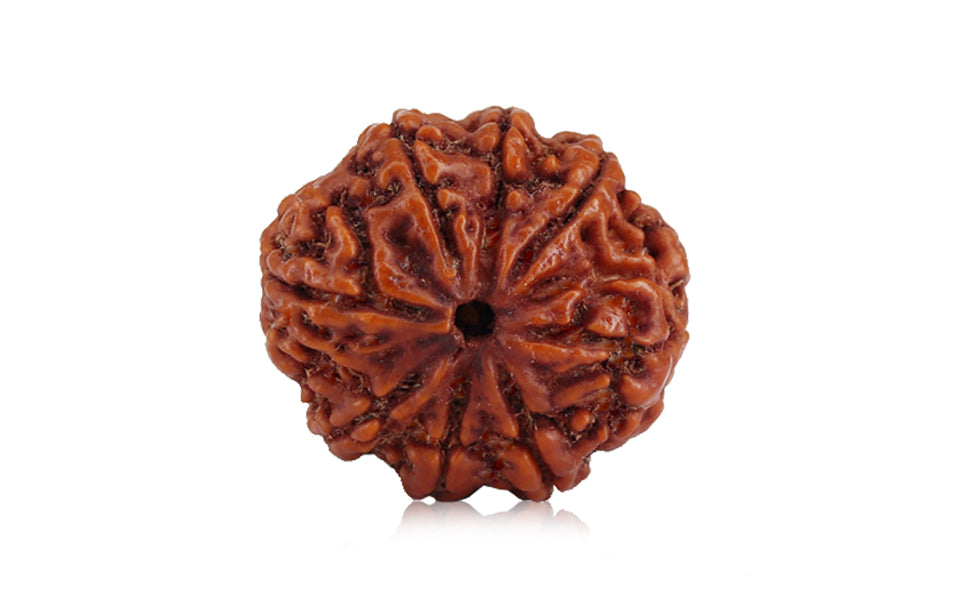 8-mukhi-rudraksha