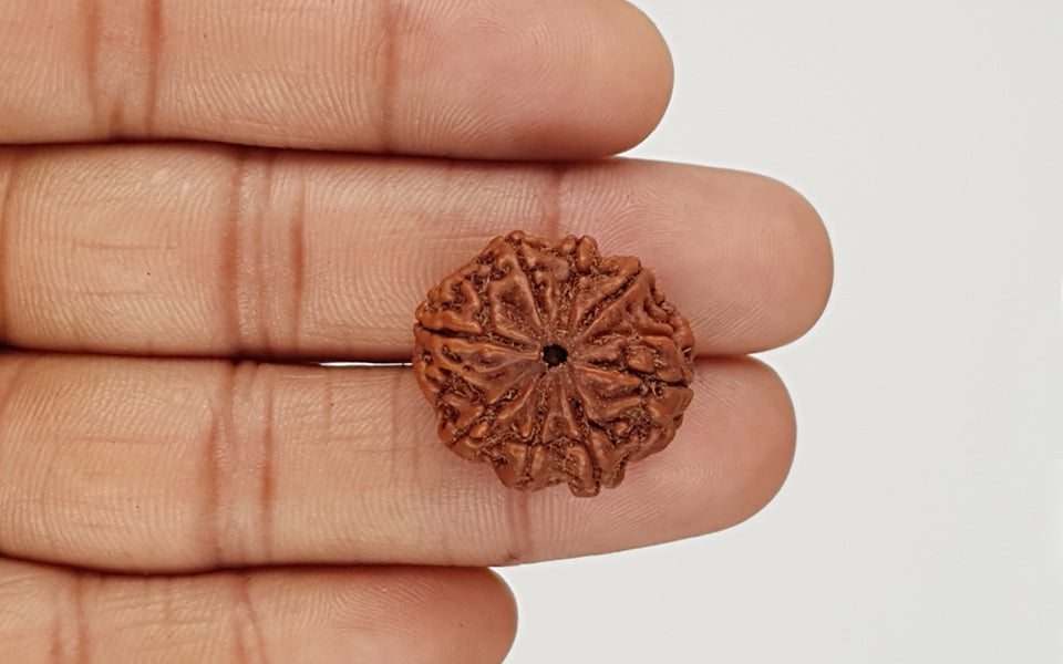 Natural 8 Mukhi Nepali Rudraksha