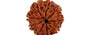 Natural 9 Mukhi Nepali Rudraksha