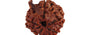 Natural Nepali Ganesha Rudraksha