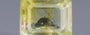 Natural Yellow Topaz - 3.32 Carat Limited Quality YT-25055