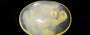 Opal - OPL 11016 (Origin - Ethiopia) Prime - Quality