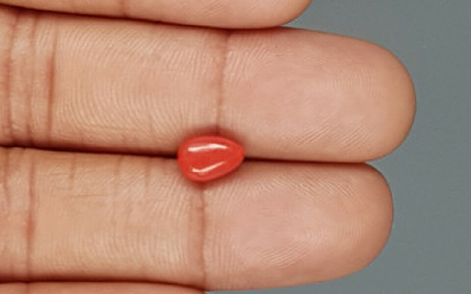 Italian Red Coral - 1.54 Carat Limited Quality CC-5755