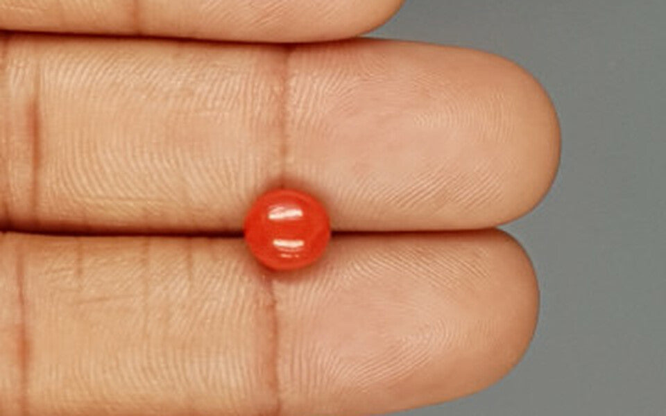 Red Coral - 1.72 Carat (1.90 Ratti - Moonga)