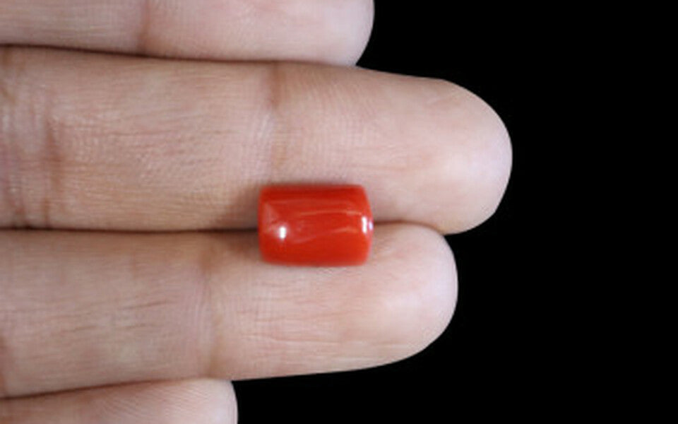 Red Coral - 4.97 Carat (5.49 Ratti - Moonga)