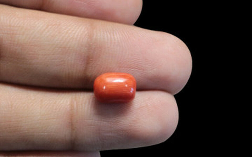 Italian Red Coral - 3.14 Carat Limited Quality CC-5645