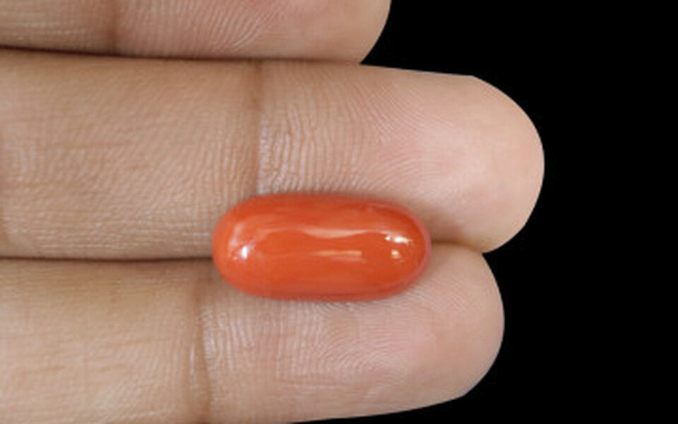 Red Coral - 7.80 Carat (8.62 Ratti - Moonga)