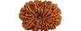 test rudraksha