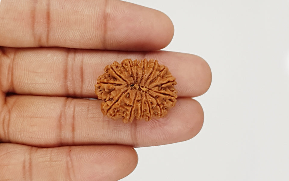 test rudraksha