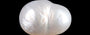 Venezuela Pearl - 4.51 Carat Limited Quality SSP-8972