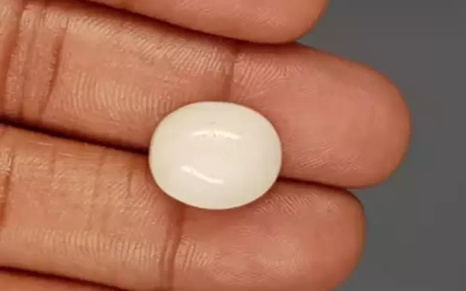 Italian White Coral - 13.04 Carat Prime Quality WC-7606