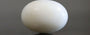 Japanese White Coral - 4.32 Carat Prime Quality WC-7521