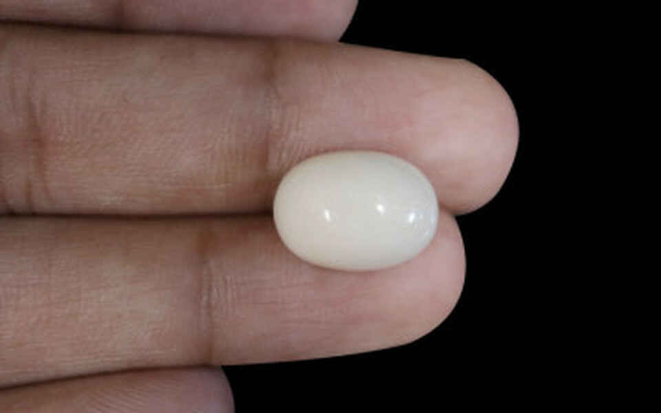 White Coral - WC 7572 (Origin-Italian) Prime - Quality