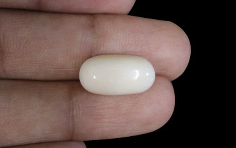 White Coral - WC 7574 (Origin-Italian) Prime - Quality