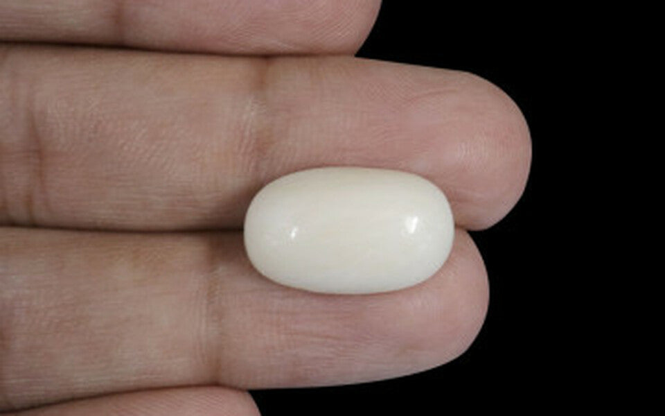 White Coral - WC 7576 (Origin-Italian) Prime - Quality