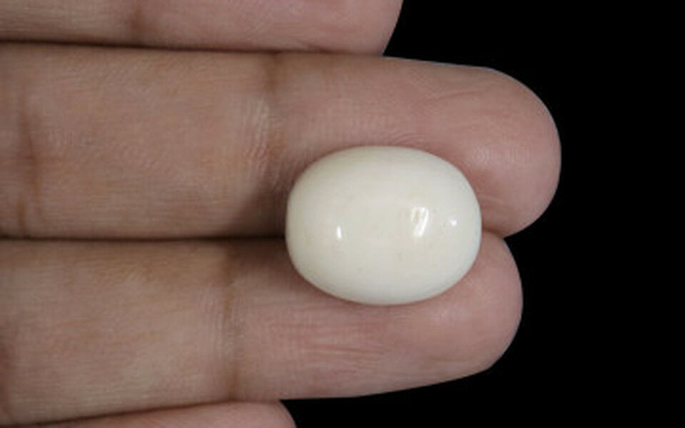 White Coral - WC 7582 (Origin-Italian) Prime - Quality