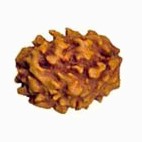 2 Mukhi Rudraksha