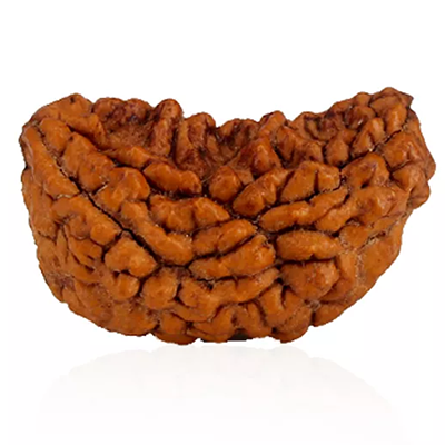 1 Mukhi  Rudraksha 