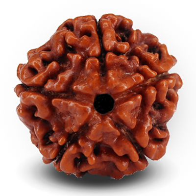 1 To 14 Mukhi Rudraksha 