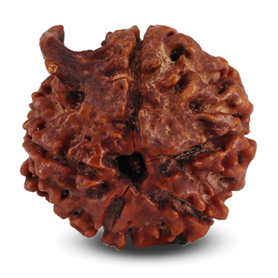 Ganesha Rudraksha
