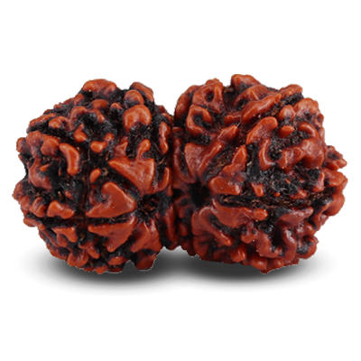 Gauri Shankar Rudraksha