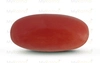 Red Coral - CC 5511 (Origin - Italy) Limited - Quality