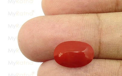 Red Coral - CC 5619 (Origin - Italy) Limited - Quality