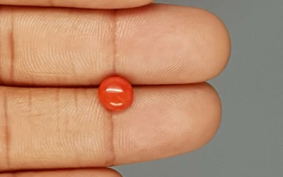 Red Coral - 1.59 Carat Limited - Quality CC 5748