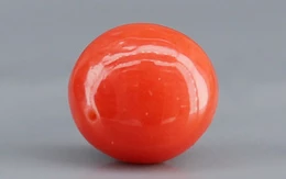 Red Coral - 1.59 Carat Limited - Quality CC 5748
