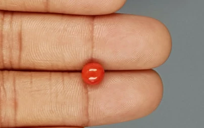 Red Coral - 1.79 Carat Limited - Quality CC 5750