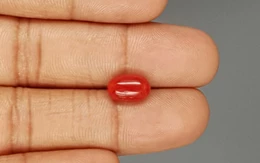 Italian Red Coral - 3.07 Carat Limited-Quality CC-5801