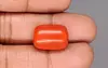 Italian Red Coral - 22.59 Carat Limited Quality CC-5906
