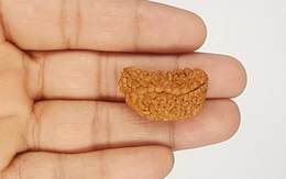 Natural 1 Mukhi Nepali Rudraksha