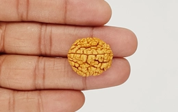 Natural 2 Mukhi Nepali Rudraksha