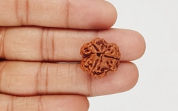 Natural 3 Mukhi Nepali Rudraksha