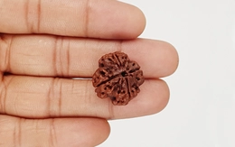 Natural 4 Mukhi Nepali Rudraksha