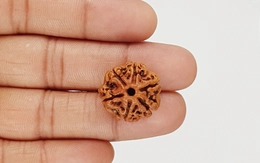 Natural 6 Mukhi Nepali Rudraksha