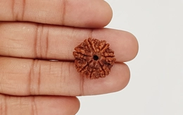 Natural 7 Mukhi Nepali Rudraksha