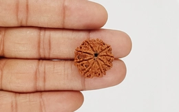 Natural 9 Mukhi Nepali Rudraksha