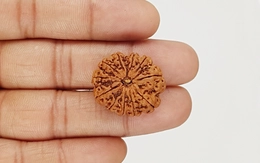 Natural 11 Mukhi Nepali Rudraksha