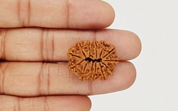 Natural 12 Mukhi Nepali Rudraksha