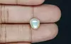 Venezuela Pearl - 3.13 Carat Limited Quality  SSP-8778