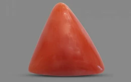 Red Coral - TC 5201 (Origin - Italy) Prime - Quality